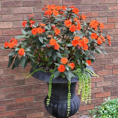 Impatiens SunPatiens® Compact Electric Orange