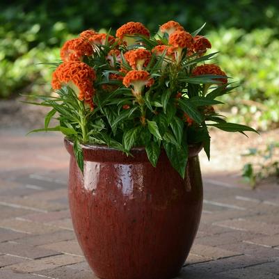 Celosia cristata Twisted™ Orange