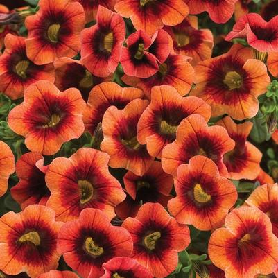 Calibrachoa Superbells® Tangerine Punch™