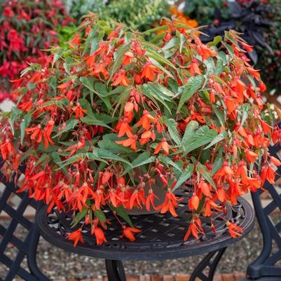 Begonia boliviensis Bossa Nova® Orange