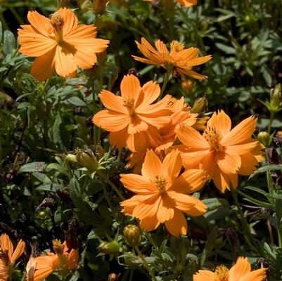 Cosmos bipinnatus Cosmic Orange