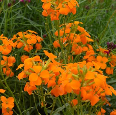 Erysimum Citrona™ Orange