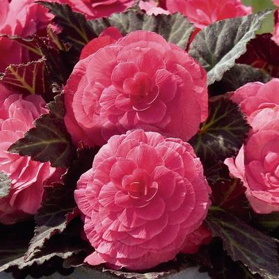 Begonia x tuberhybrida Nonstop® Mocca Pink Shades