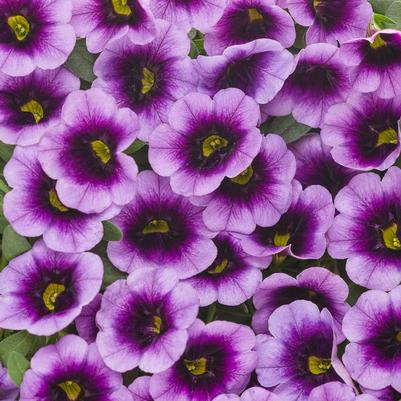 Calibrachoa Superbells® Blue Moon Punch™