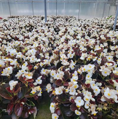 Begonia semperflorens Senator Bronze Leaf White