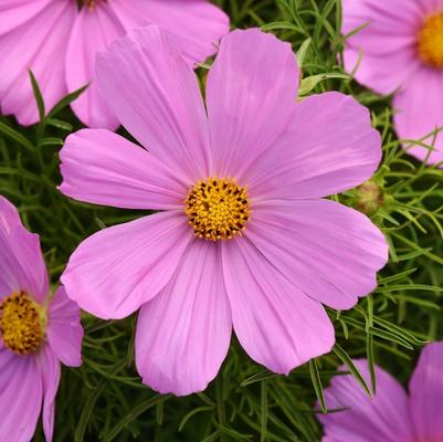 Cosmos bipinnatus Sonata™ Pink