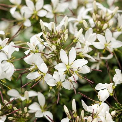 Cleome Senorita Blanca®