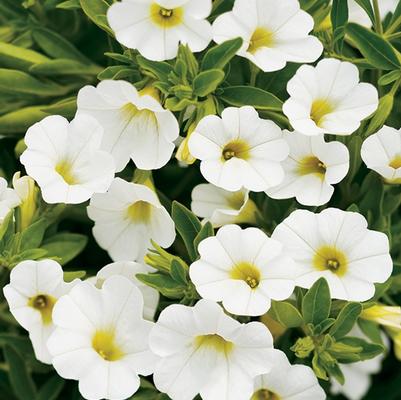 Calibrachoa Superbells® White