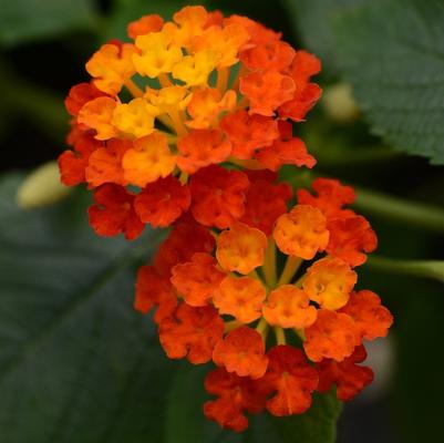 Lantana camara Landmark™ Red