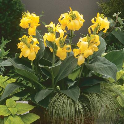 Canna x generalis Cannova® Yellow