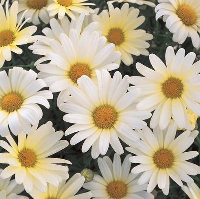 Argyranthemum frutescens Vanilla Butterfly®