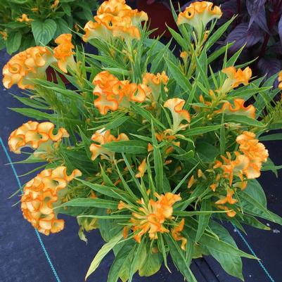 Celosia cristata Twisted™ Yellow