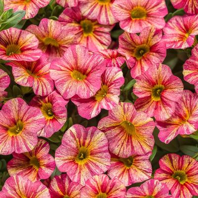 Calibrachoa Superbells® Tropical Sunrise