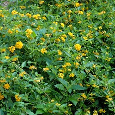 Lantana camara New Gold