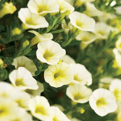 Calibrachoa Superbells® Yellow Chiffon™