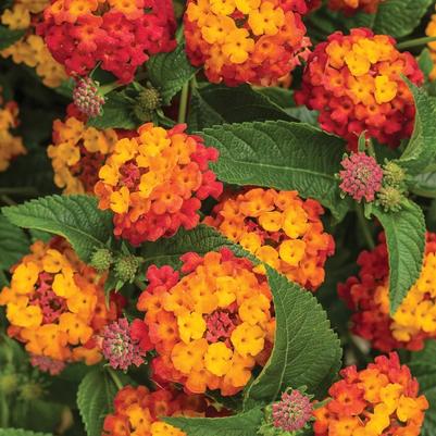 Lantana camara Luscious® Citrus Blend™