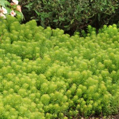 Sedum rupestre Angelina