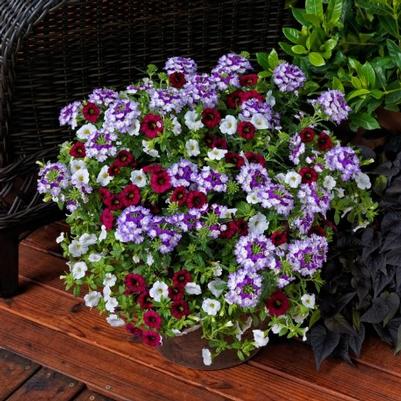 Combination Planter Kwik Kombos™ Old Glory