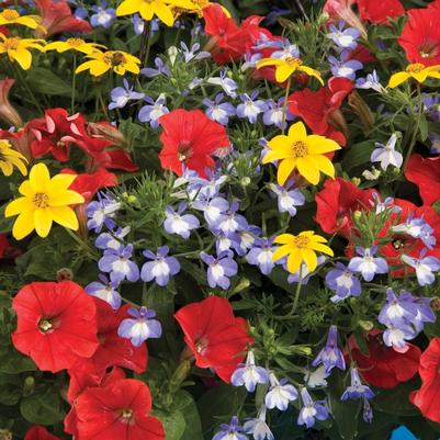 Combination Planter Kwik Kombos™ Fire and Ice™ Mix