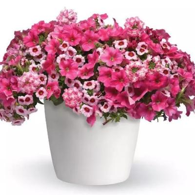 Combination Planter Kwik Kombos™ Cherry Kiss