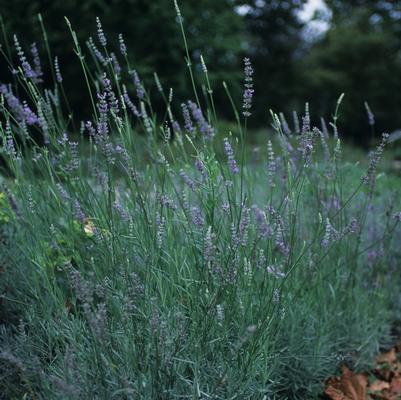 Lavandula x intermedia Provence