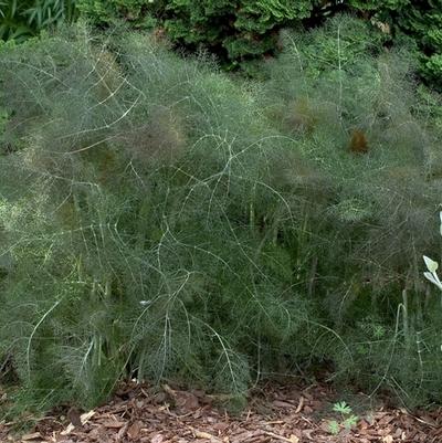 Foeniculum vulgare Purpureum