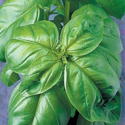 Ocimum basilicum Genovese Basil