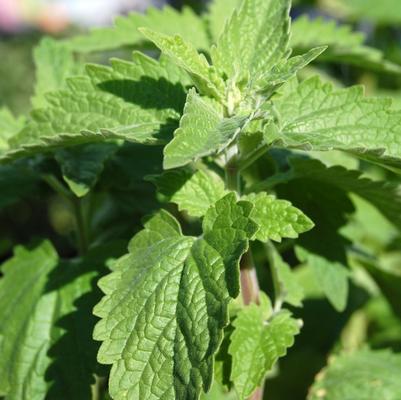 Nepeta cataria 