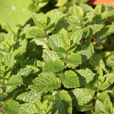 Mentha spicata 