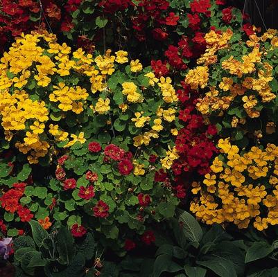 Nasturtium majus Whirlybird Mix