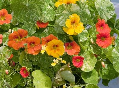 Nasturtium majus Alaska Mix