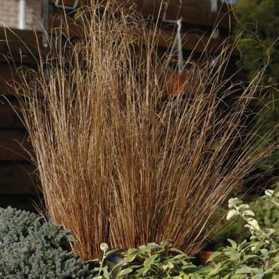 Carex buchananii ColorGrass® Red Rooster