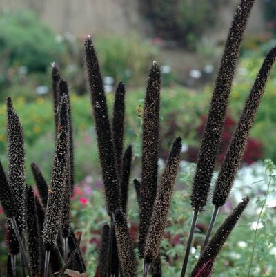 Pennisetum glaucum Purple Baron