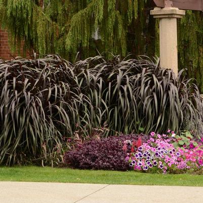 Pennisetum purpureum Graceful Grasses® Vertigo®