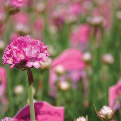 Armeria maritima Splendens