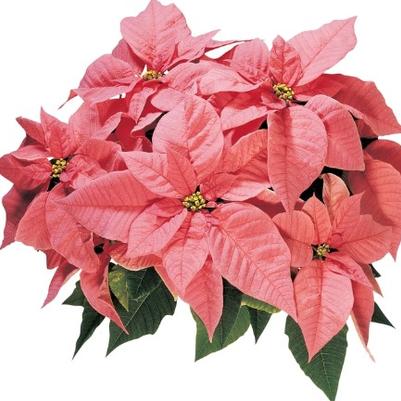 Poinsettia-Euphorbia pulcherrima Maren