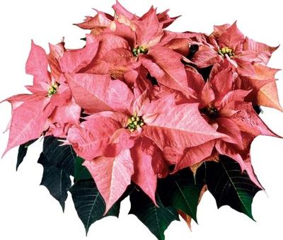 Poinsettia-Euphorbia pulcherrima Da Vinci