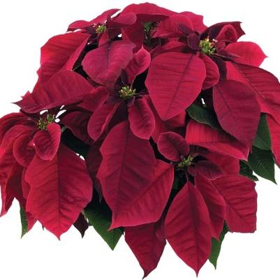 Poinsettia-Euphorbia pulcherrima Cortez Cortez Burgundy