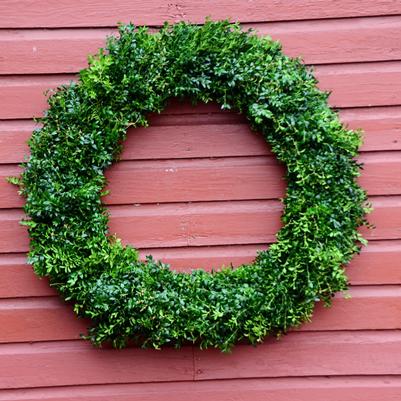 Christmas Boxwood 