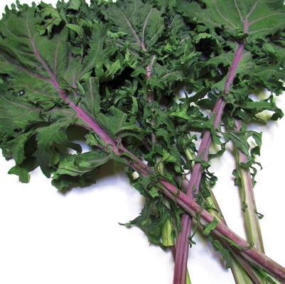 Brassica oleracea Red Russian