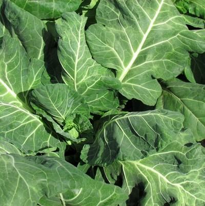 Brassica Vates