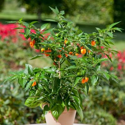 Capsicum annuum Habanero