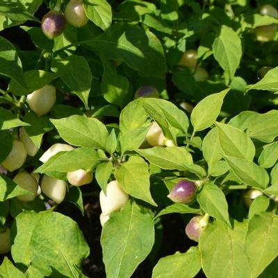 Capsicum chinense Snow White