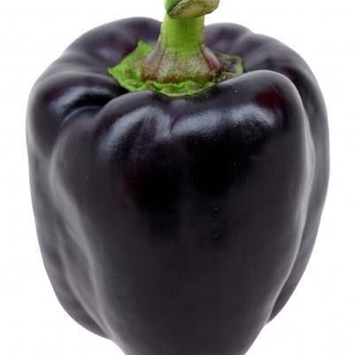 Capsicum annuum Purple Beauty