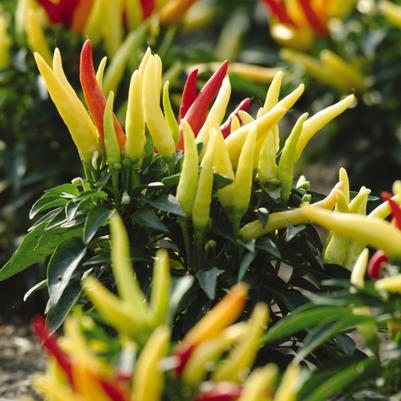Capsicum annuum Chilly Chili