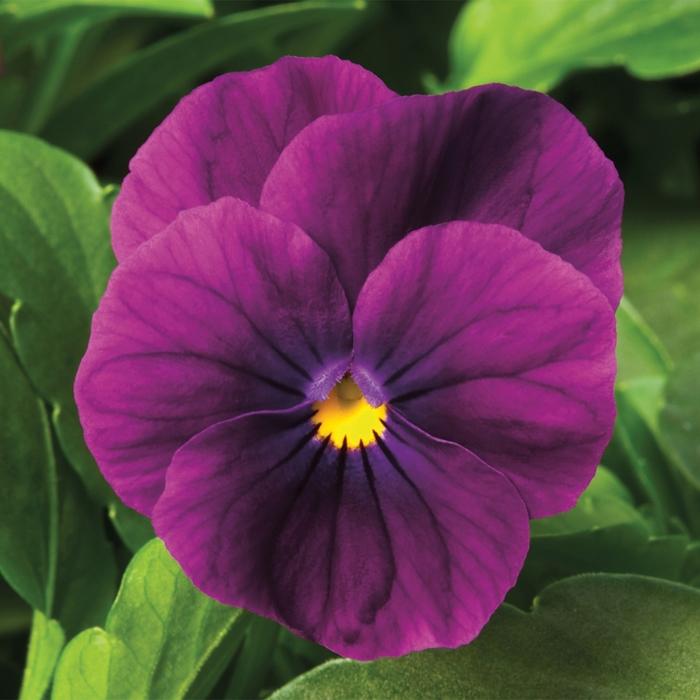 Viola cornuta Penny™ Violet