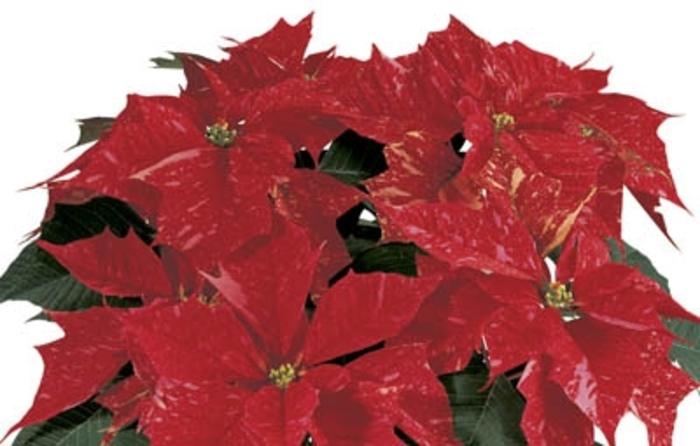 Euphorbia pulcherrima Jingle Bells Shades