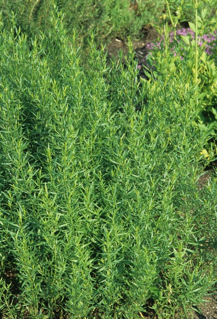 Artemisia dracunculus 