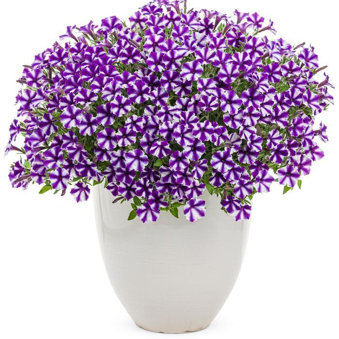 Petunia Supertunia® Mini Vista™ Violet Star
