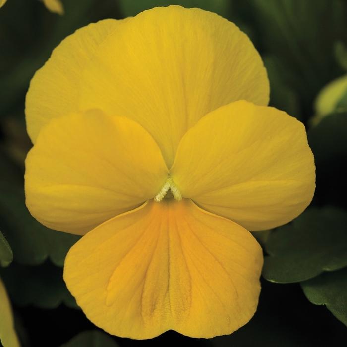 Viola cornuta Penny™ Clear Yellow